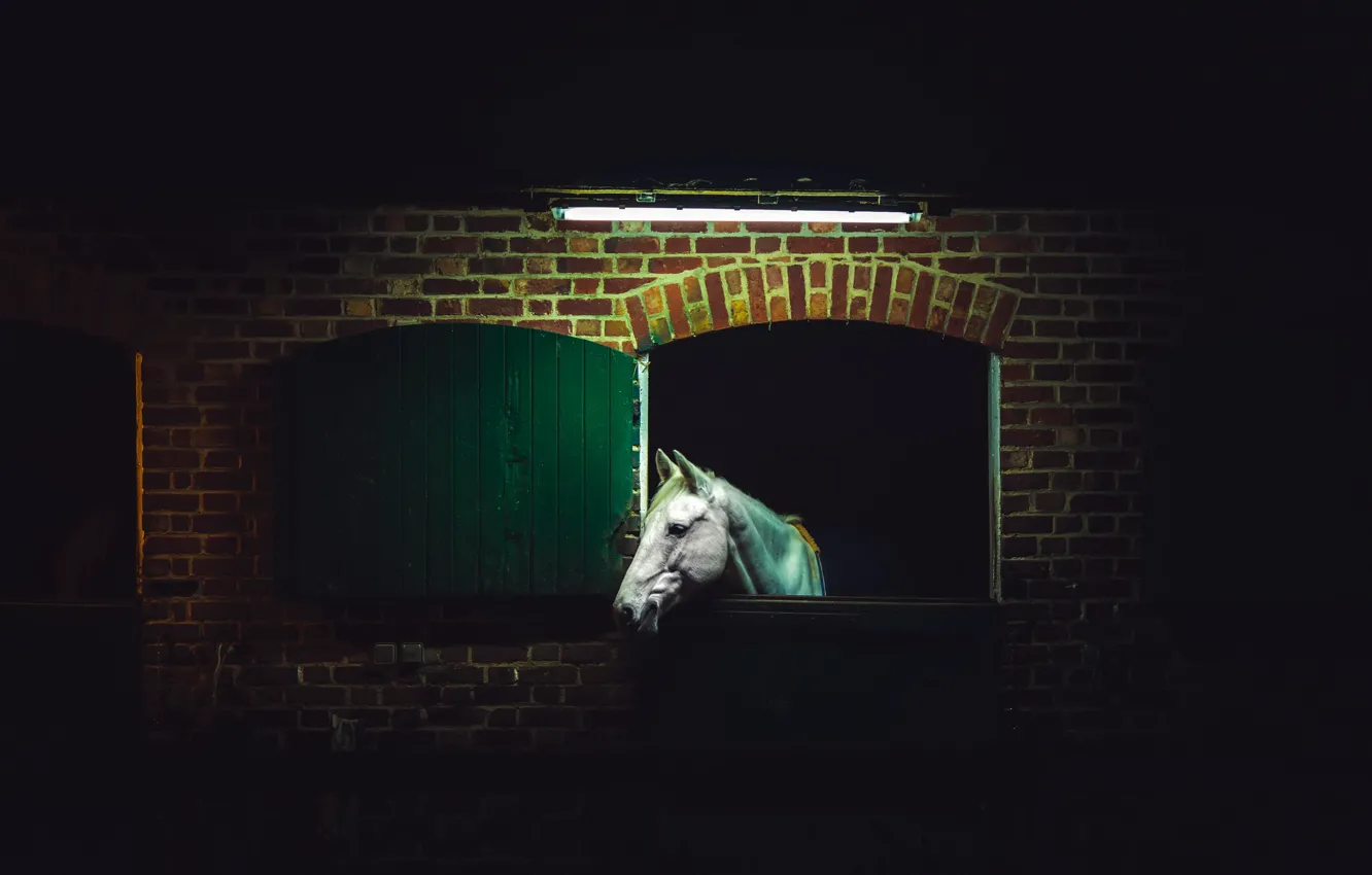 Photo wallpaper night, horse, stall