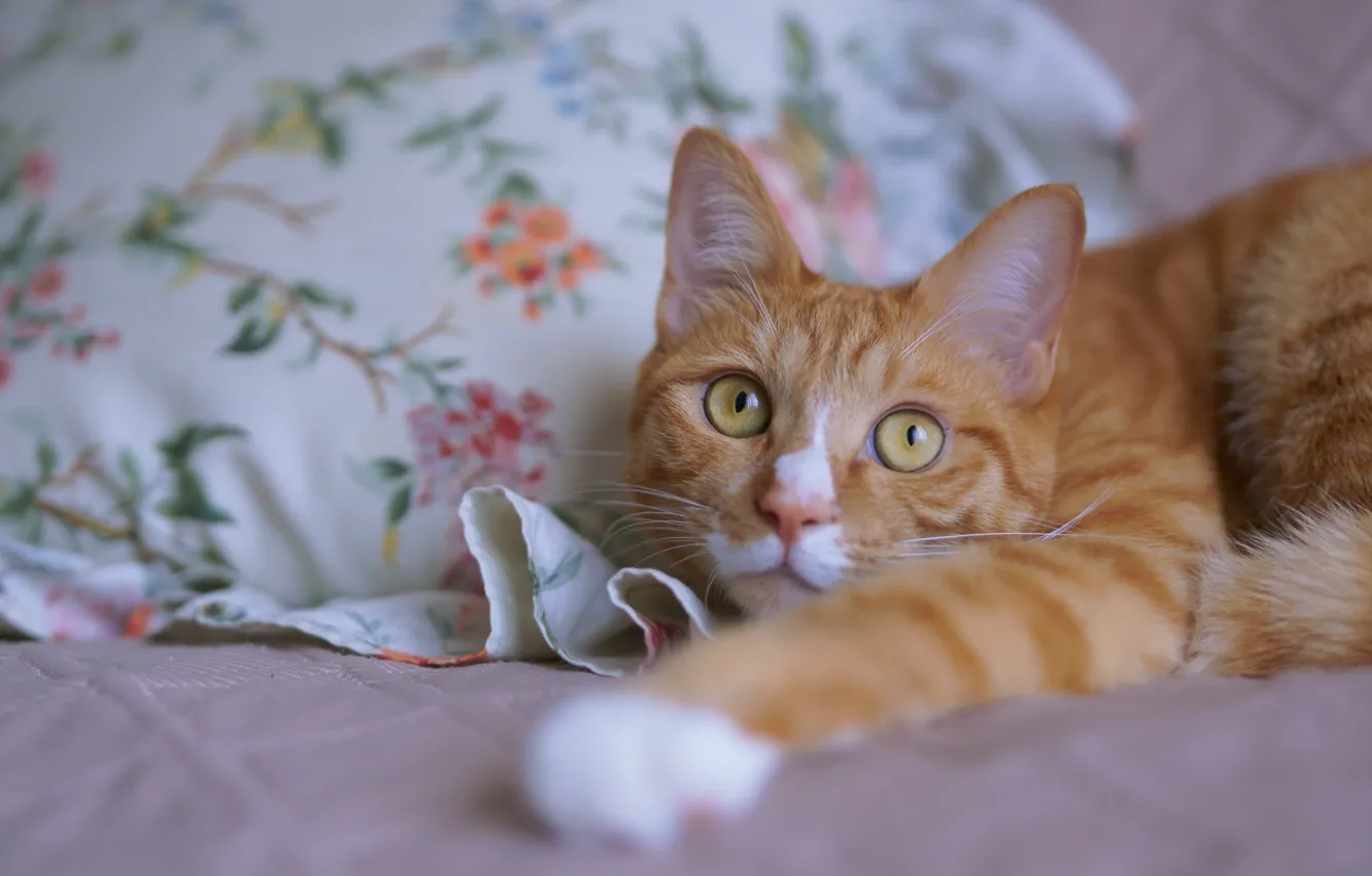 Photo wallpaper cat, cat, look, paws, bed, lies, red, face