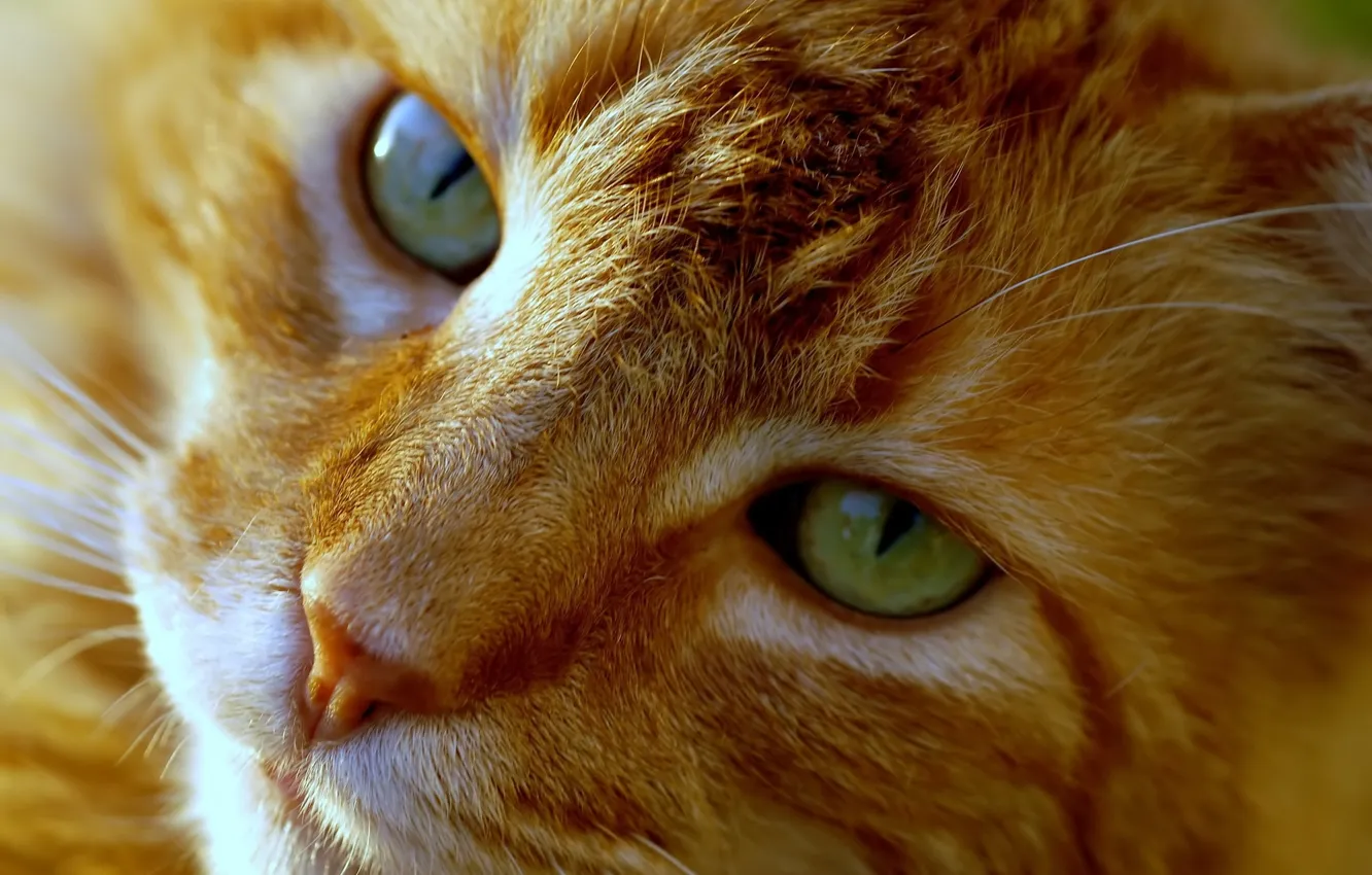 Photo wallpaper cat, cat, look, red cat