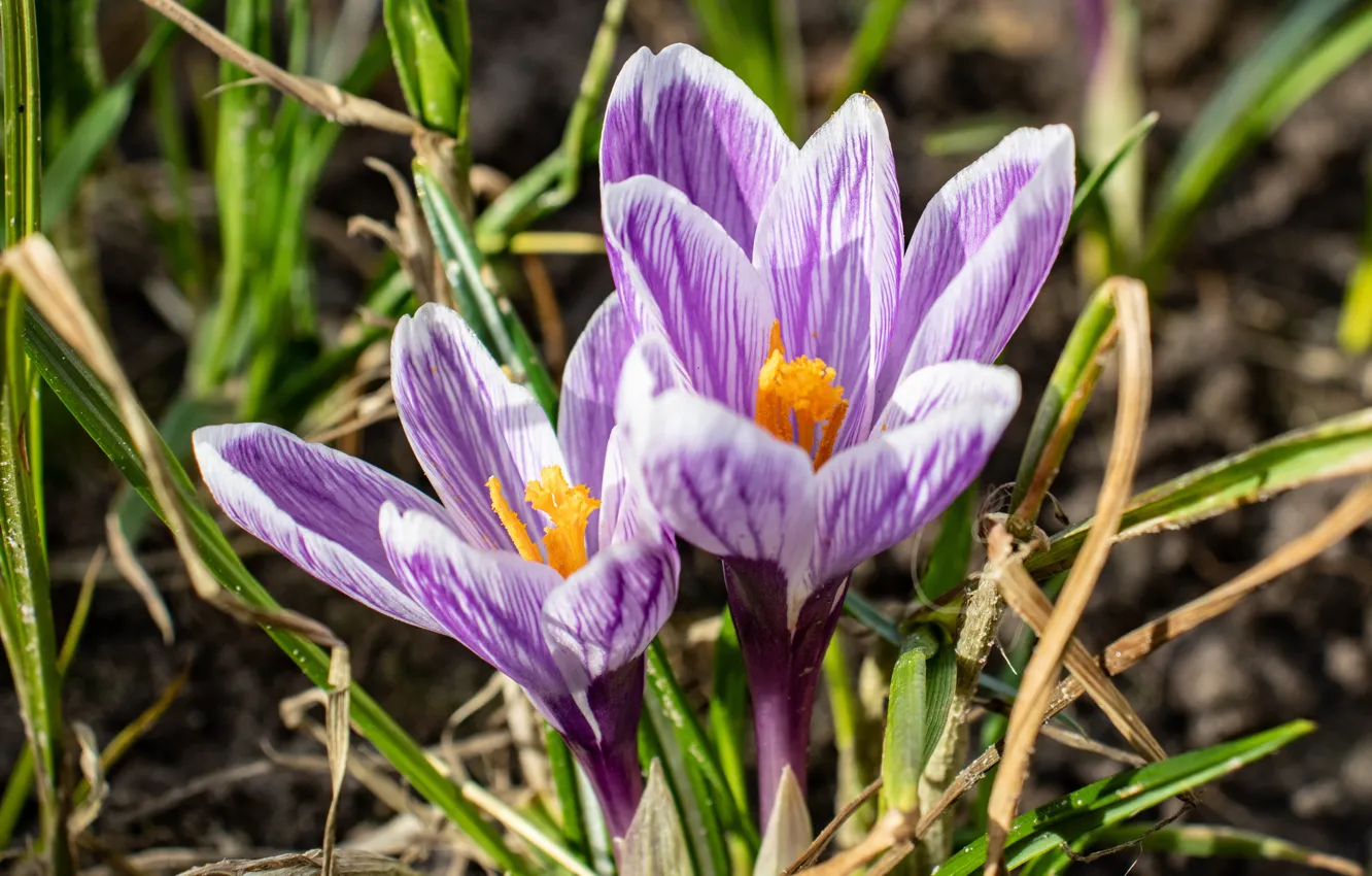 Photo wallpaper greens, spring, crocuses