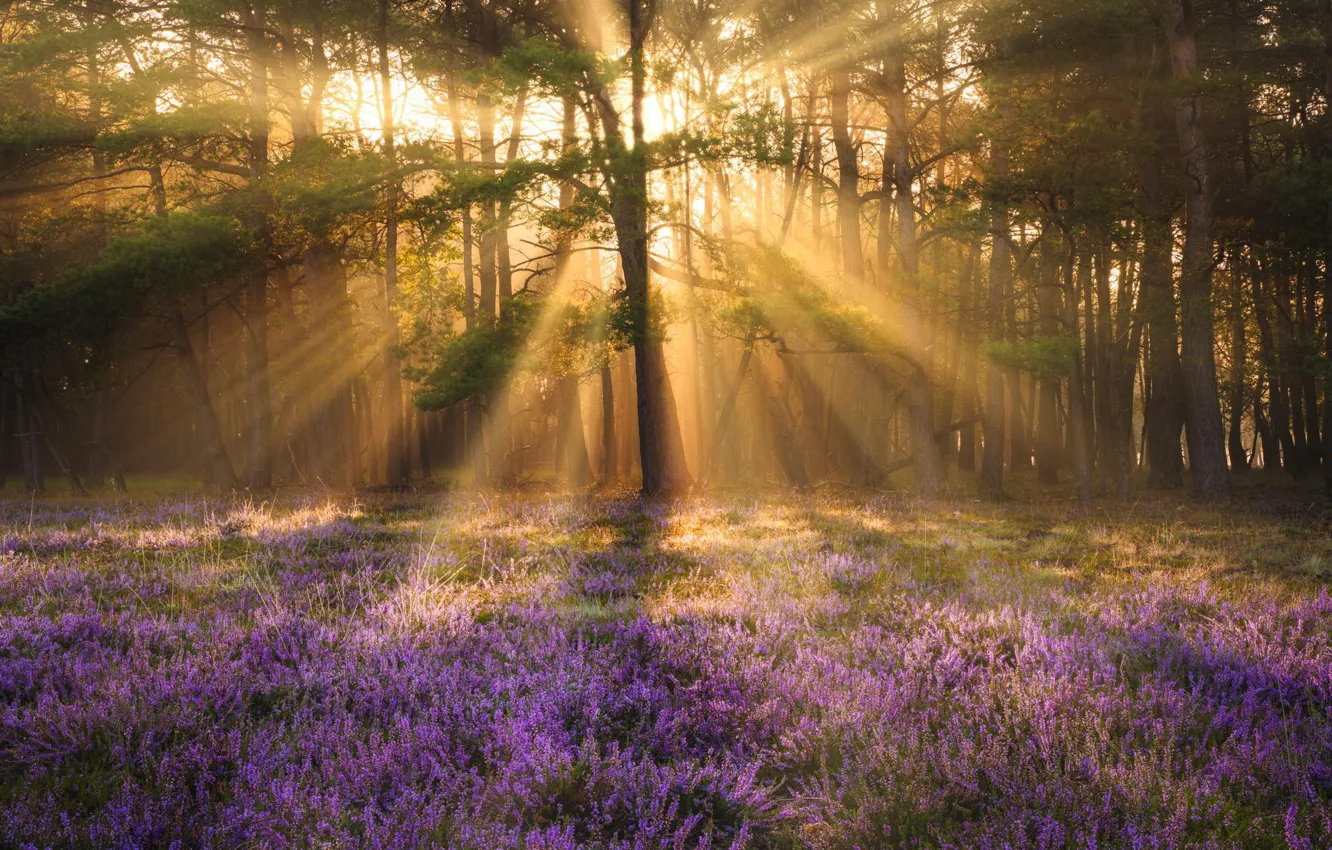 Photo wallpaper forest, the sun, tree, Heather