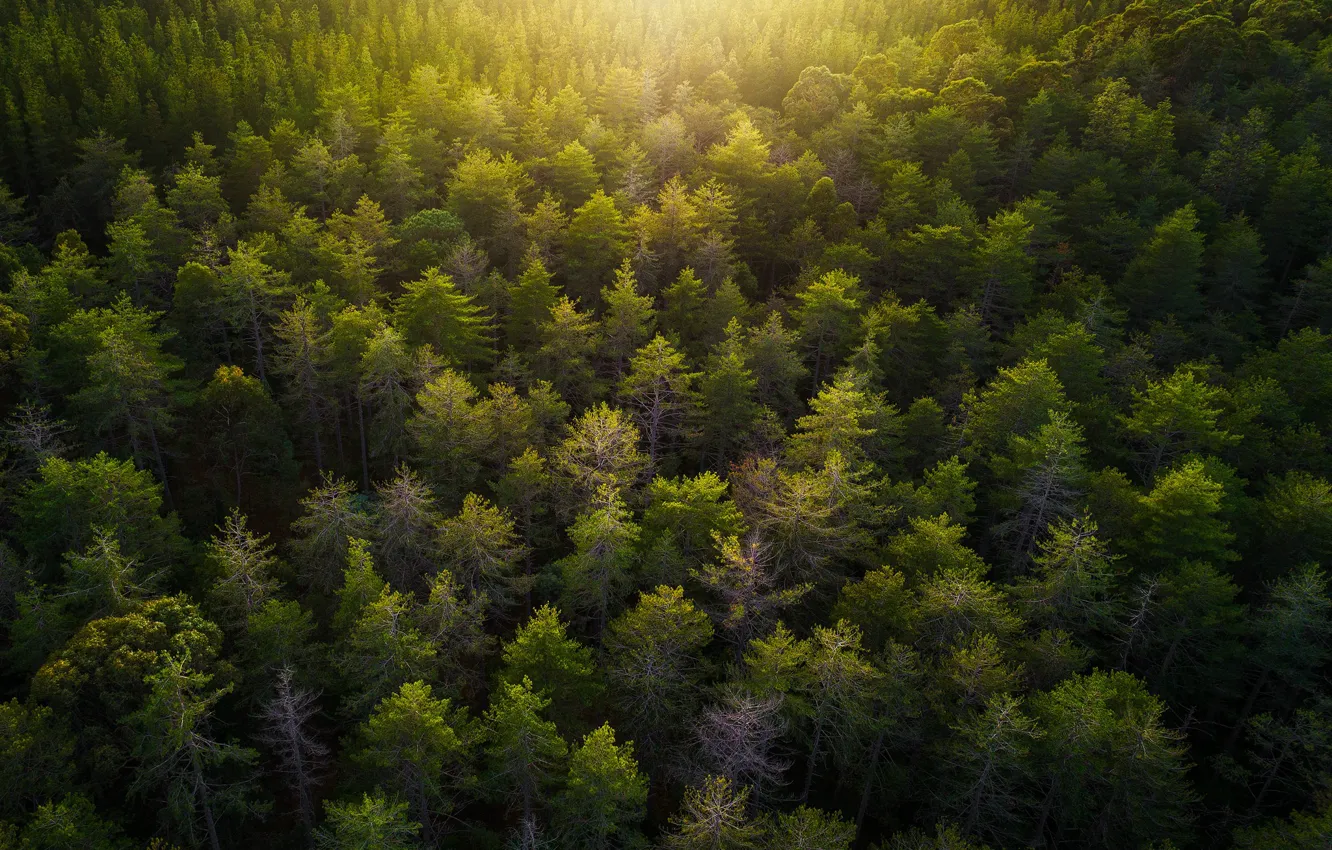 Photo wallpaper forest, light, nature