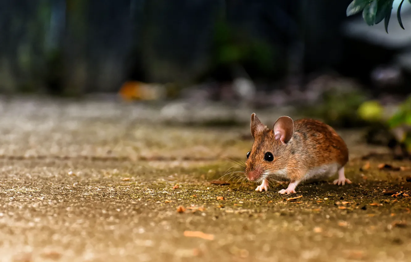 Photo wallpaper mouse, bokeh, rodent