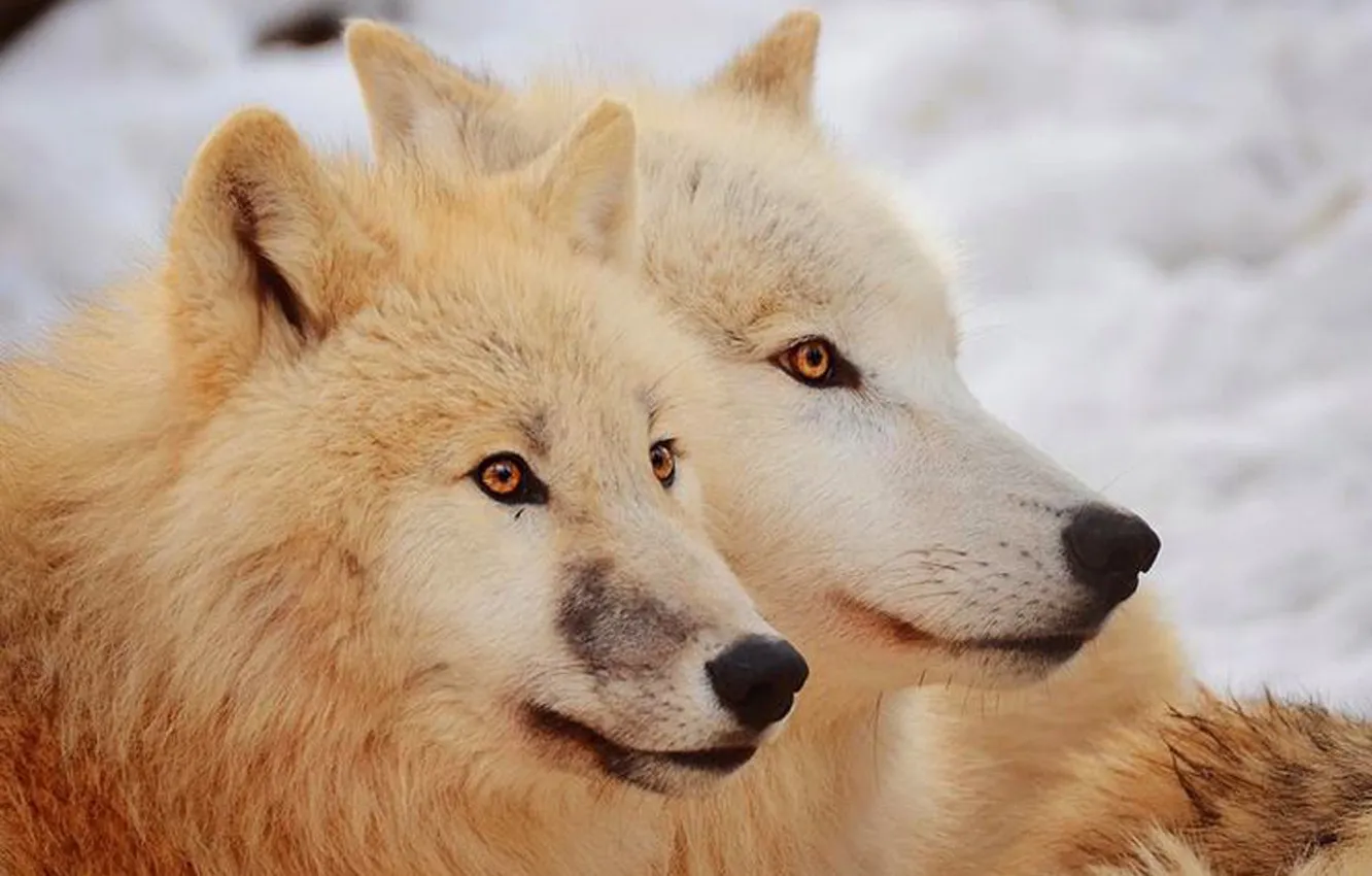 Photo wallpaper Predator, nature, snow, face, animal, wolf, canis lupus, wildlife