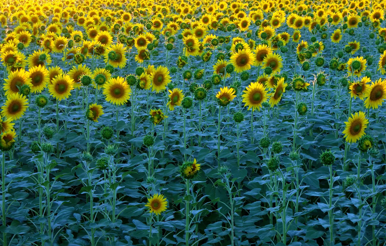 Photo wallpaper field, summer, leaves, sunflowers, flowers, nature, stems, yellow