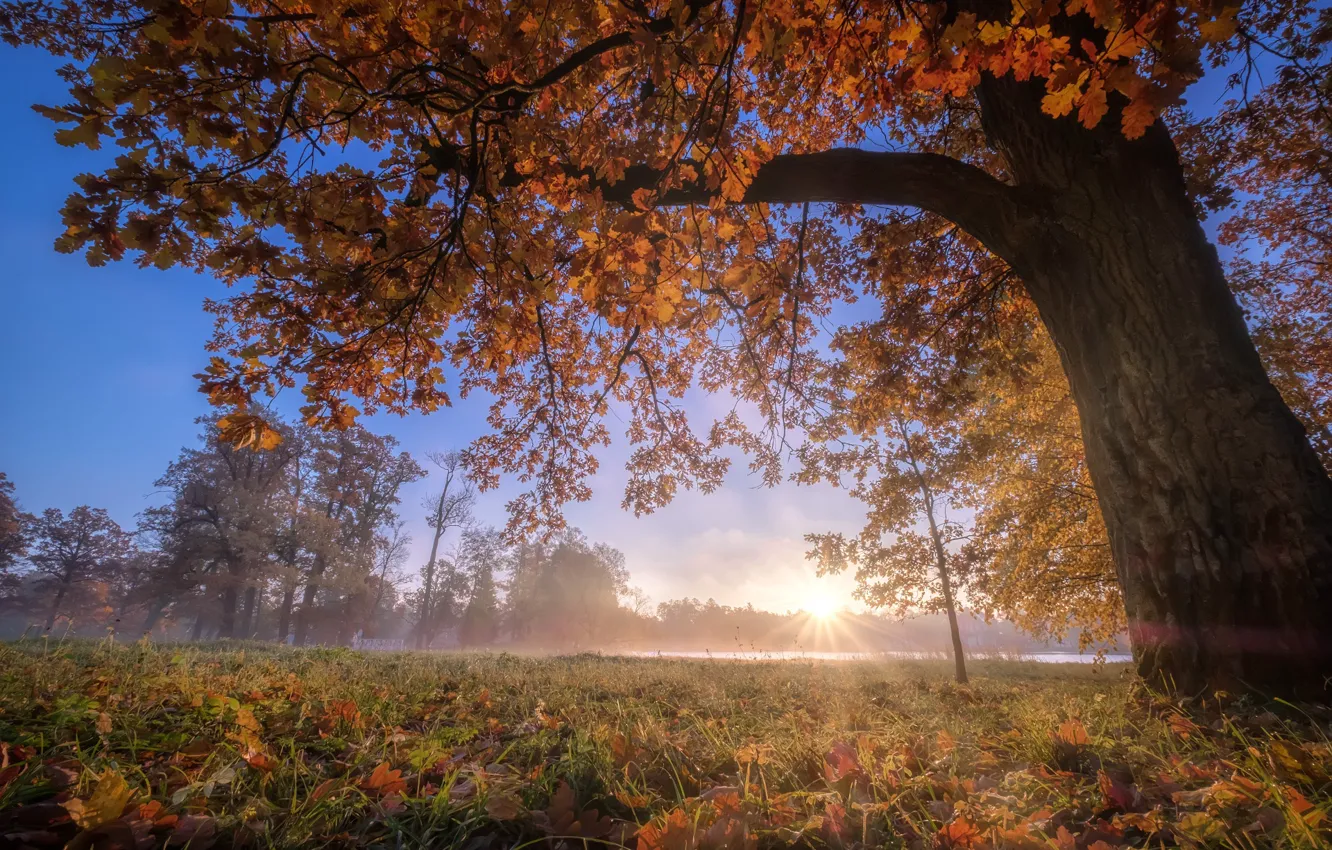 Photo wallpaper autumn, trees, fog, Park, Russia, oak, Pushkin, Tsarskoye Selo
