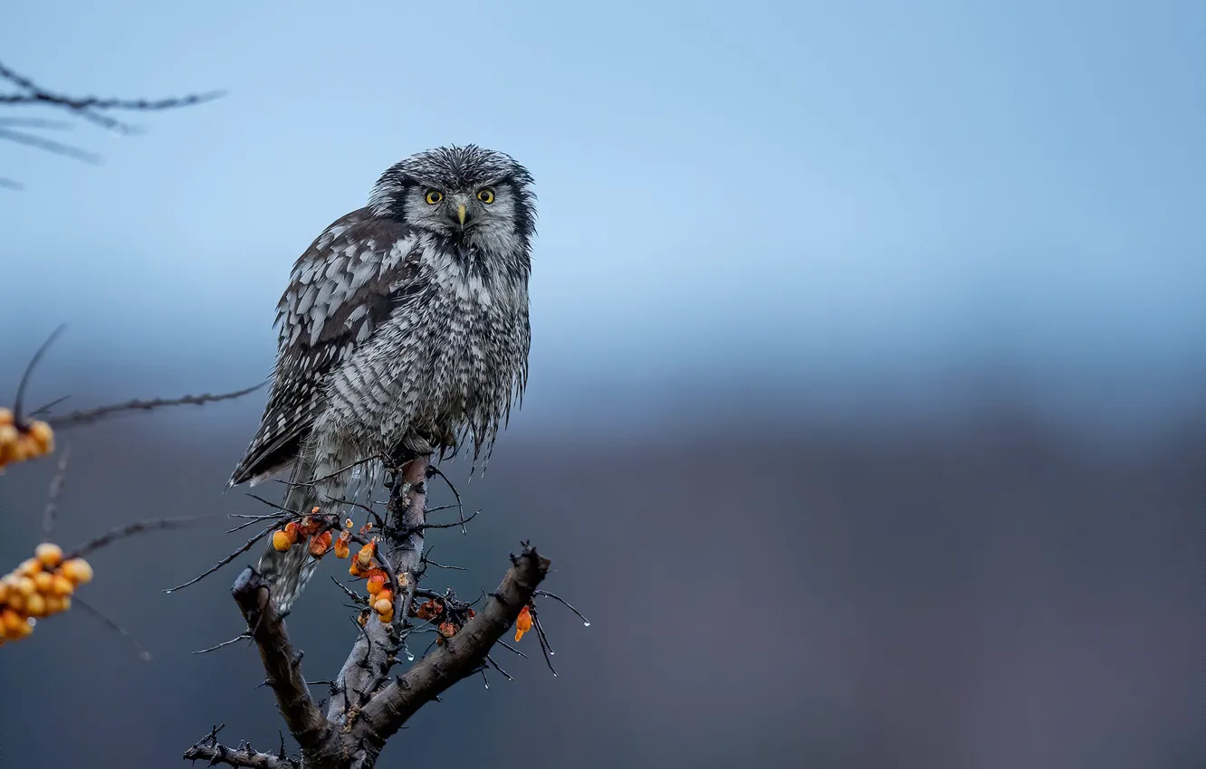 Photo wallpaper the sky, look, branches, nature, berries, owl, bird, blue background