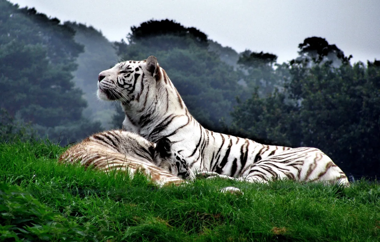 Photo wallpaper cat, animals, Tiger, white tiger