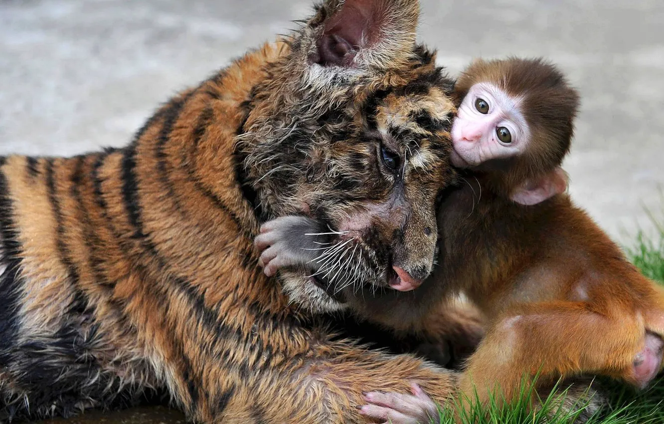 Photo wallpaper grass, tiger, monkey, hug