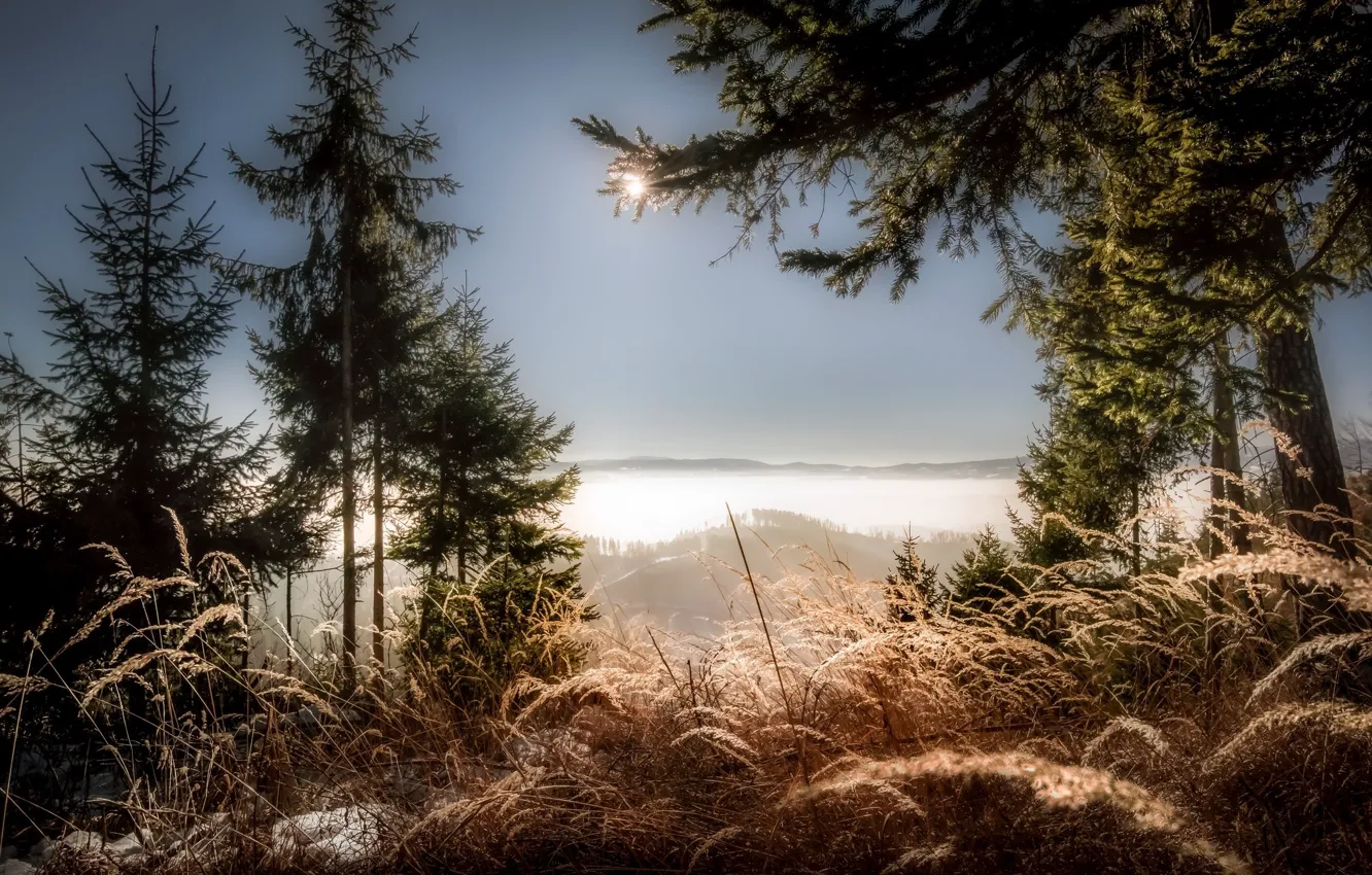 Photo wallpaper frost, grass, morning