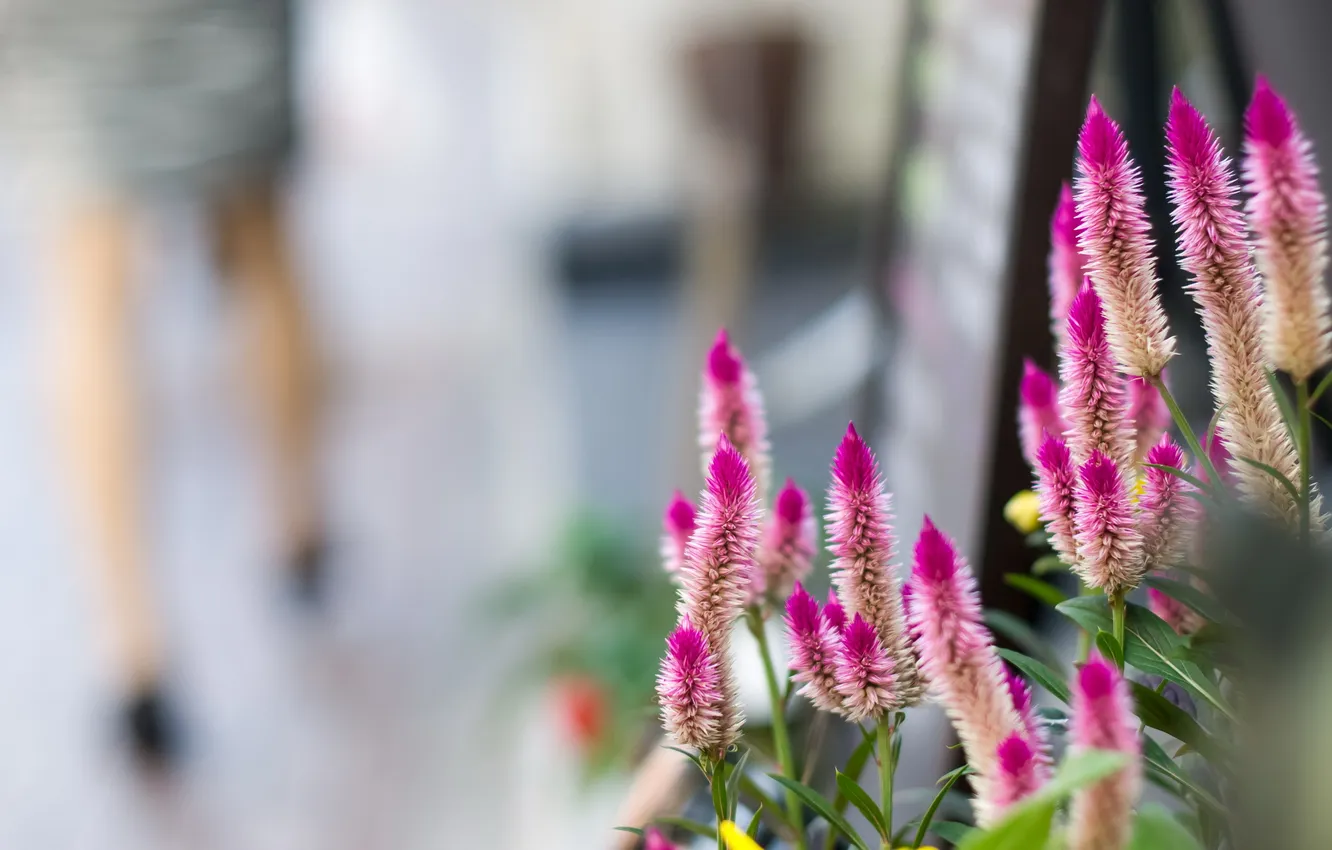 Photo wallpaper flowers, background, street