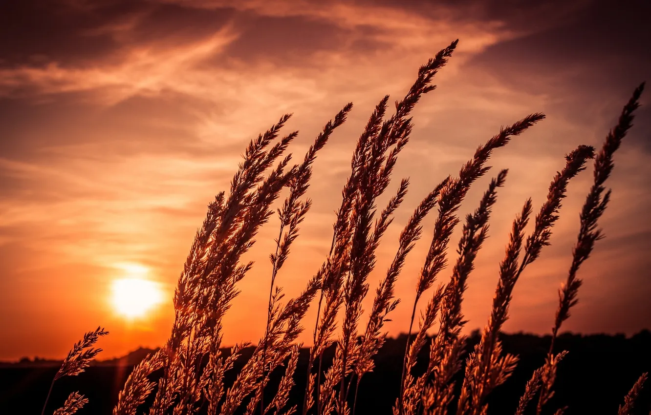 Photo wallpaper field, grass, the sun, sunset, nature, plant, the evening, spikelets