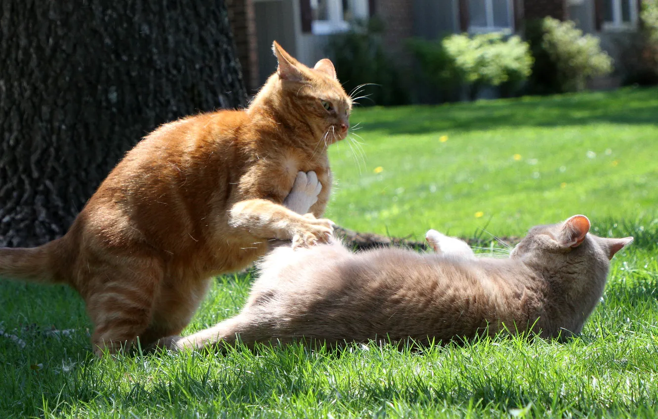 Photo wallpaper summer, cat, fight, lawn