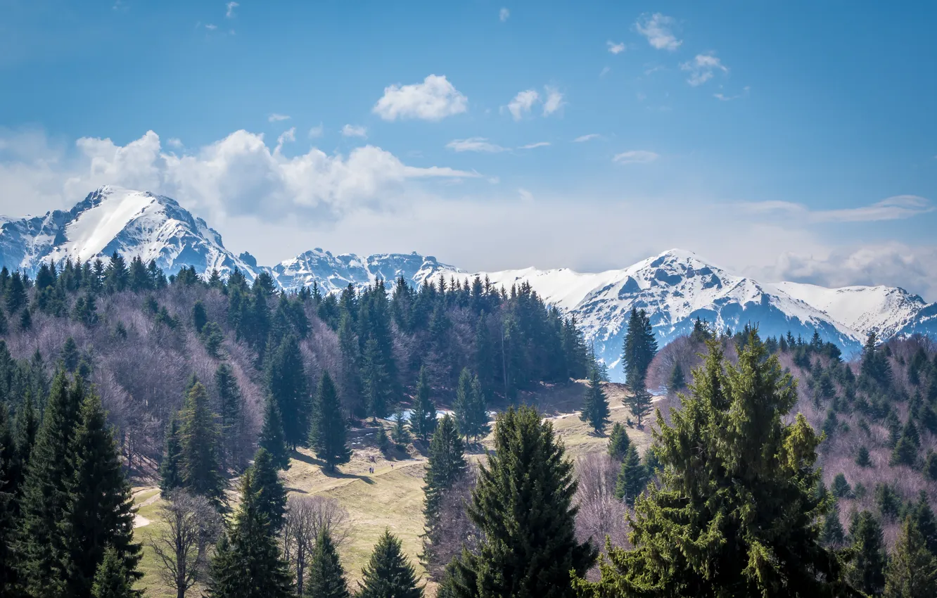 Photo wallpaper the sky, clouds, snow, mountains, horizon, pine