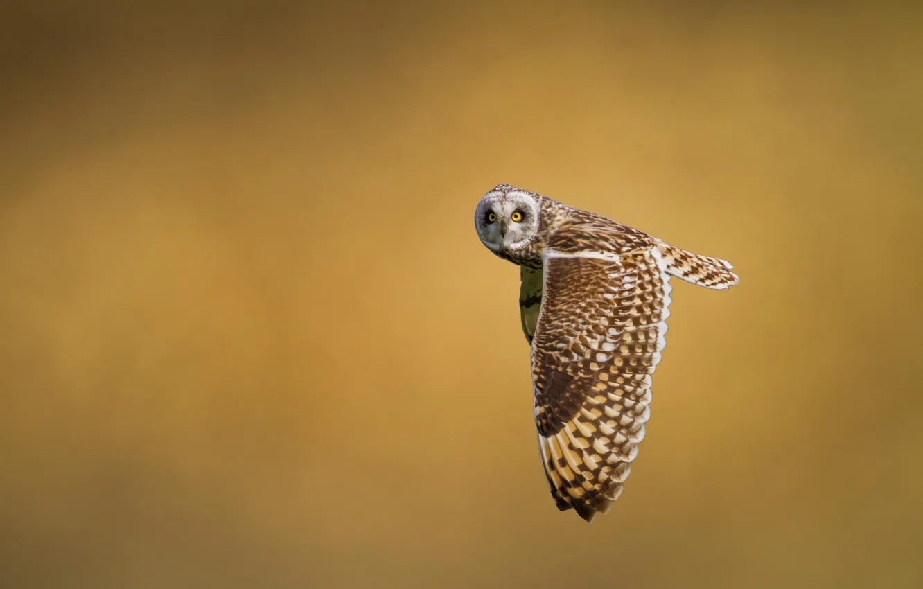 Photo wallpaper look, flight, nature, background, owl