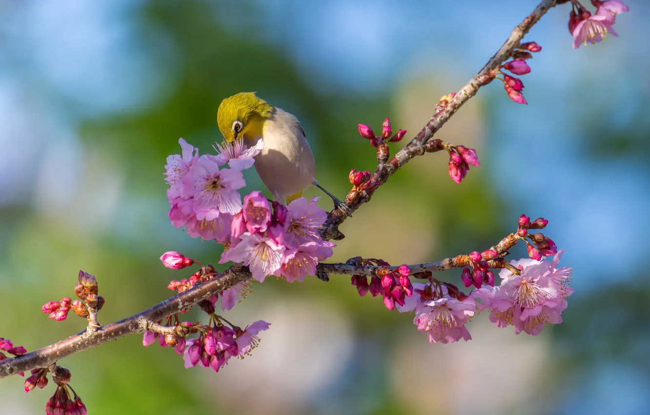 Photo wallpaper flowers, branches, bird, spring, Sakura, white-eyed