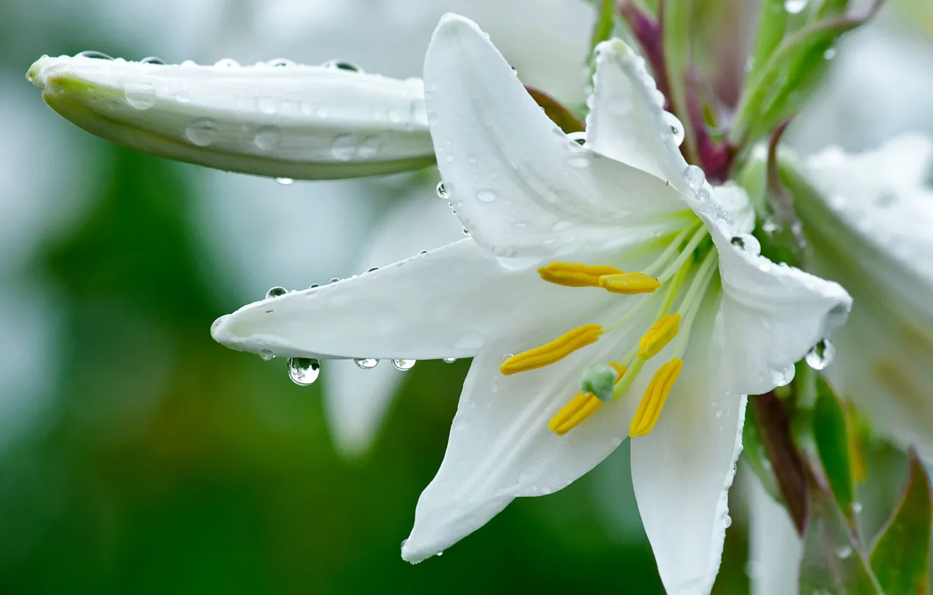 Photo wallpaper flower, Lily, white, droplets of dew.