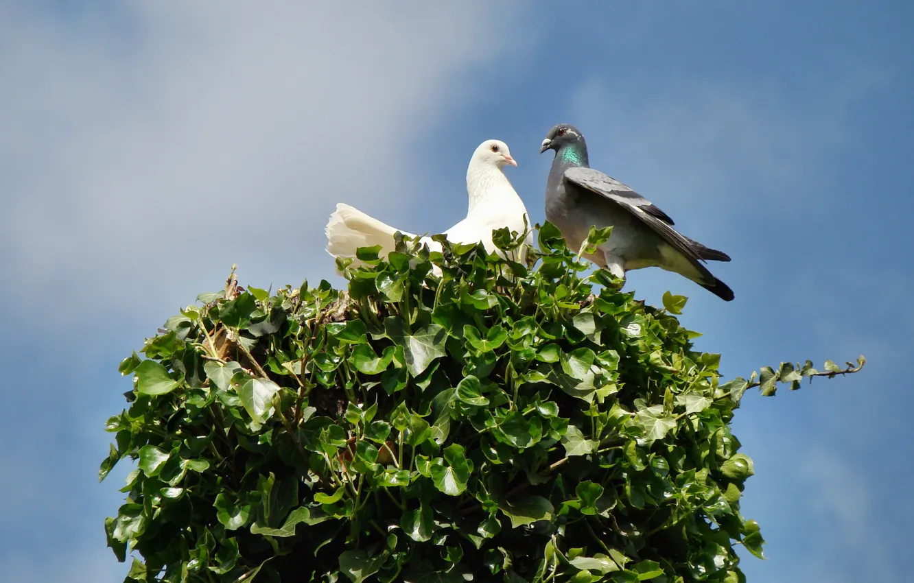 Photo wallpaper the sky, pair, pigeons