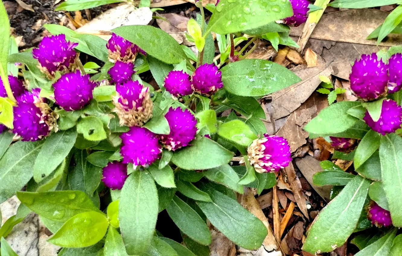 Photo wallpaper Fred Fletcher Park, Raleigh NC, Gomphrena