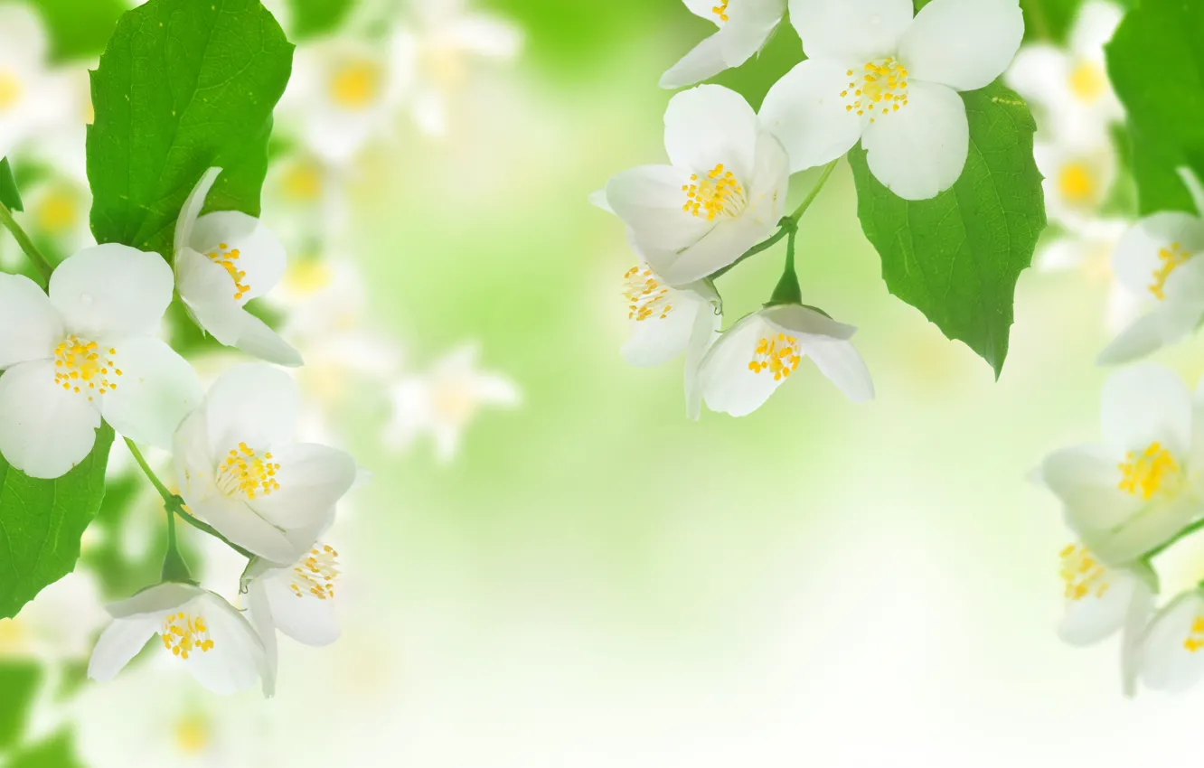 Photo wallpaper leaves, flowers, freshness, beauty, branch, spring, stamens, white