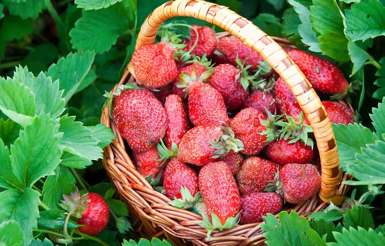 Photo wallpaper strawberries, strawberry, basket