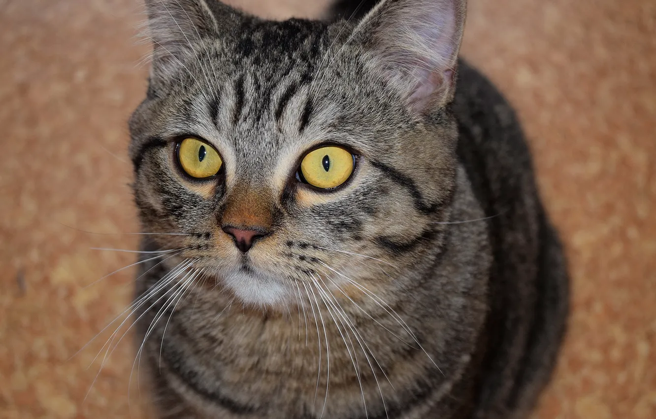 Photo wallpaper cat, look, striped, yellow eyes