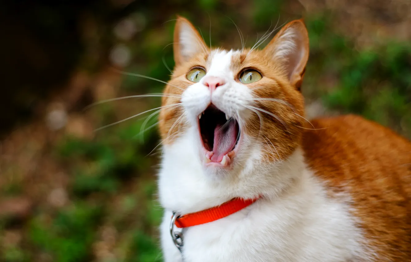 Photo wallpaper Cat, red, yawns, cat, ginger, yawns
