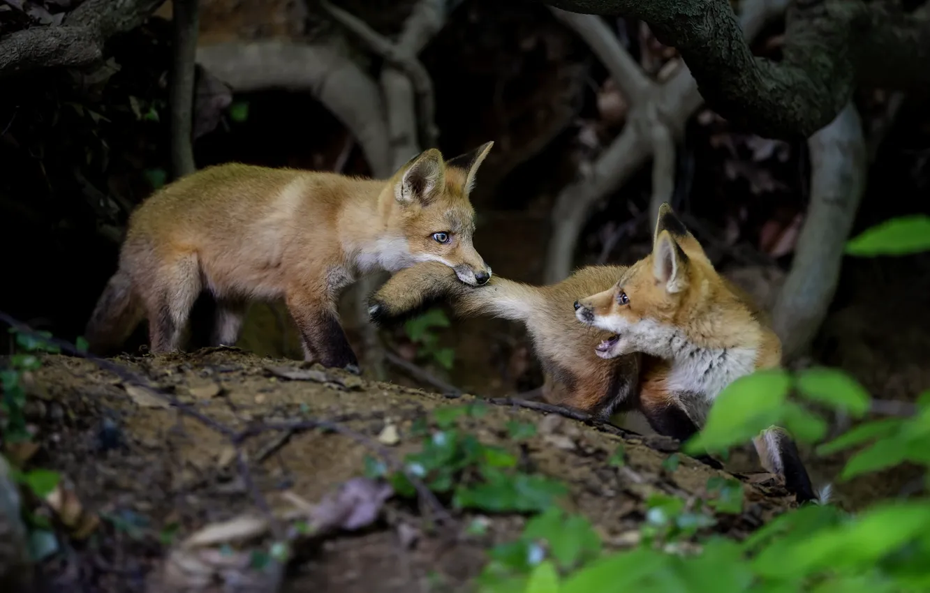 Photo wallpaper the game, Fox, Fox