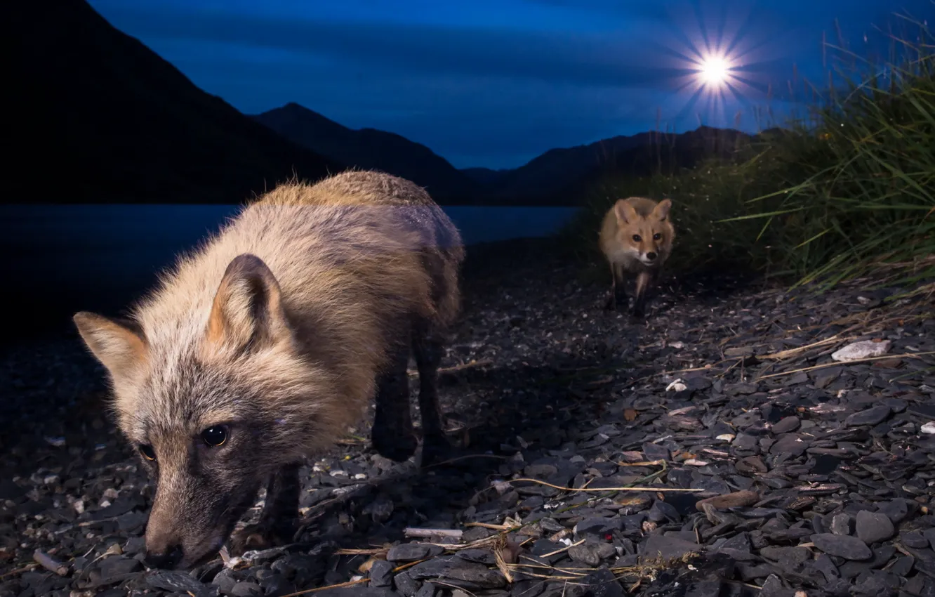Photo wallpaper night, nature, Fox