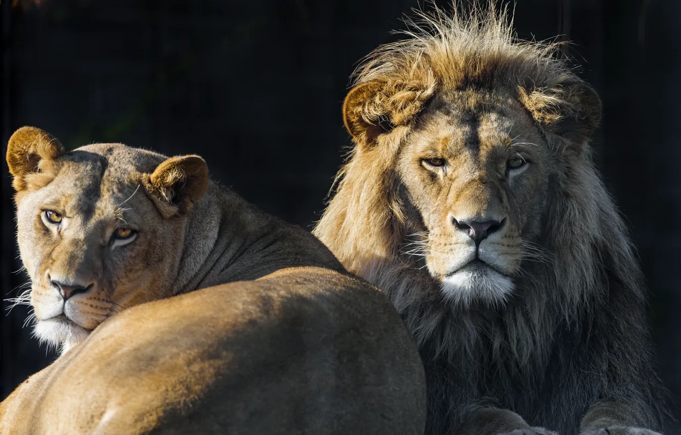 Photo wallpaper look, cats, Leo, pair, lioness, ©Tambako The Jaguar