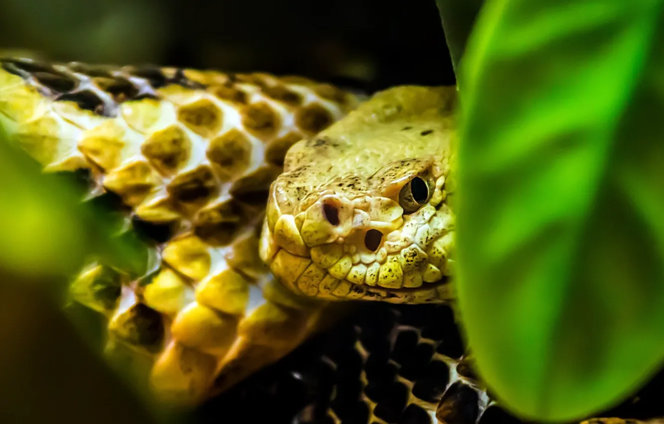Photo wallpaper animals, Snake, macro, reptiles, animal themes, one animal