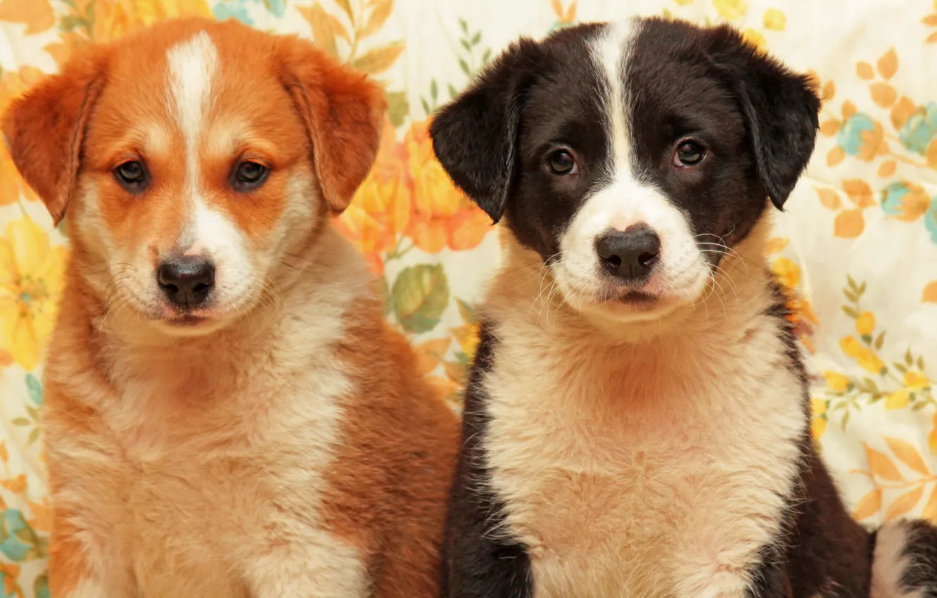 Photo wallpaper each, dog, pair, puppy, Wallpaper from lolita777, boys