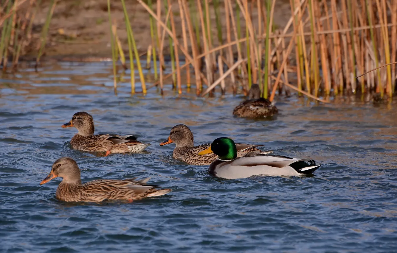 Photo wallpaper lake, duck, spring, float, Drake