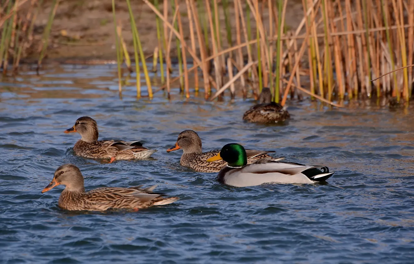 Photo wallpaper lake, duck, spring, floats, Drake
