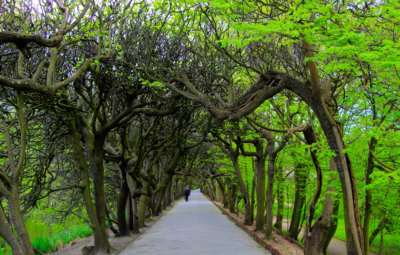 Photo wallpaper park, tree, spring, alley