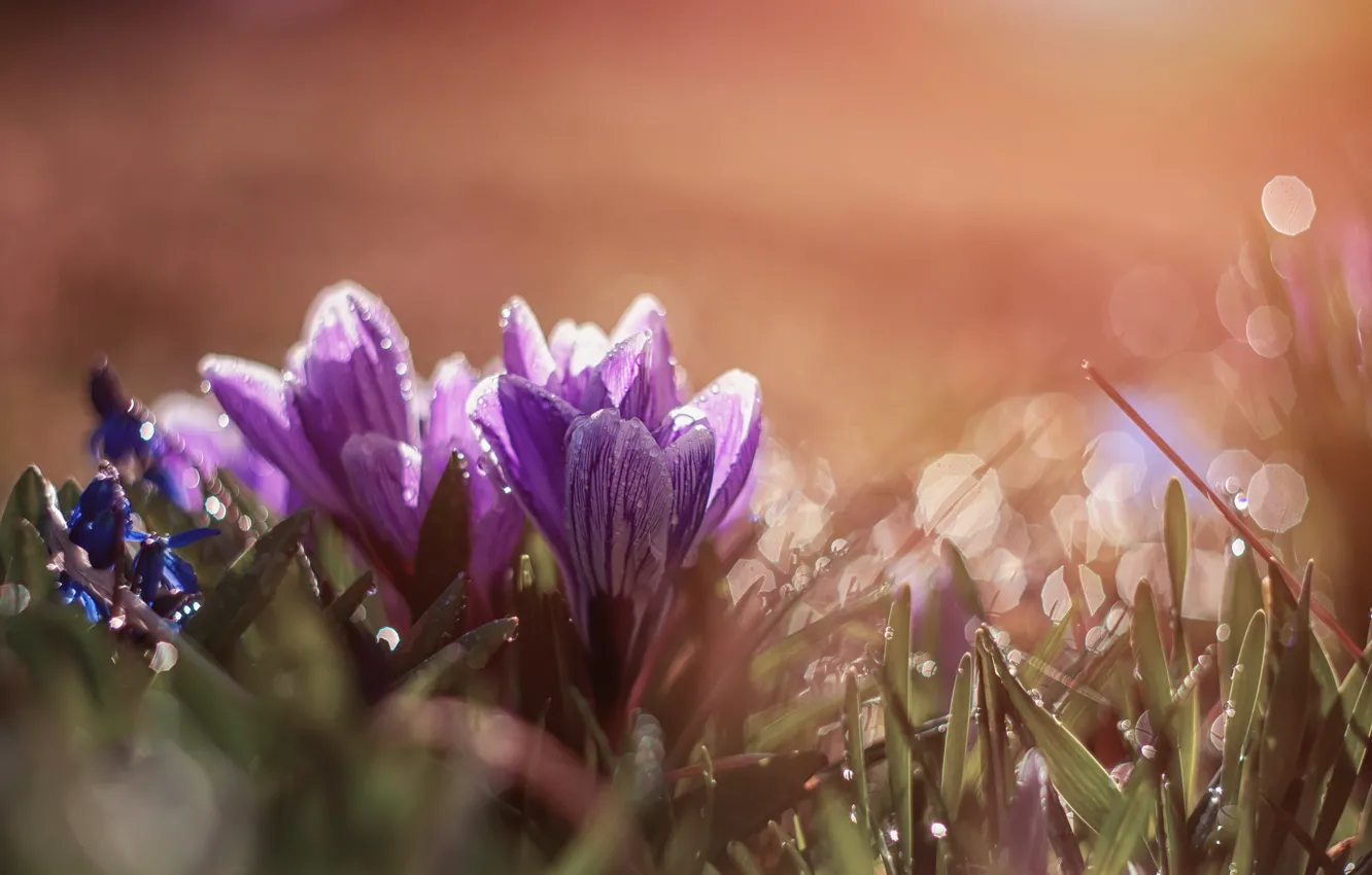 Photo wallpaper grass, water, drops, flowers, nature, spring, crocuses, primroses