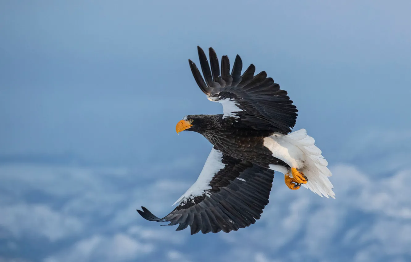 Photo wallpaper winter, the sky, snow, flight, bird, eagle, Steller's sea eagle, wingspan
