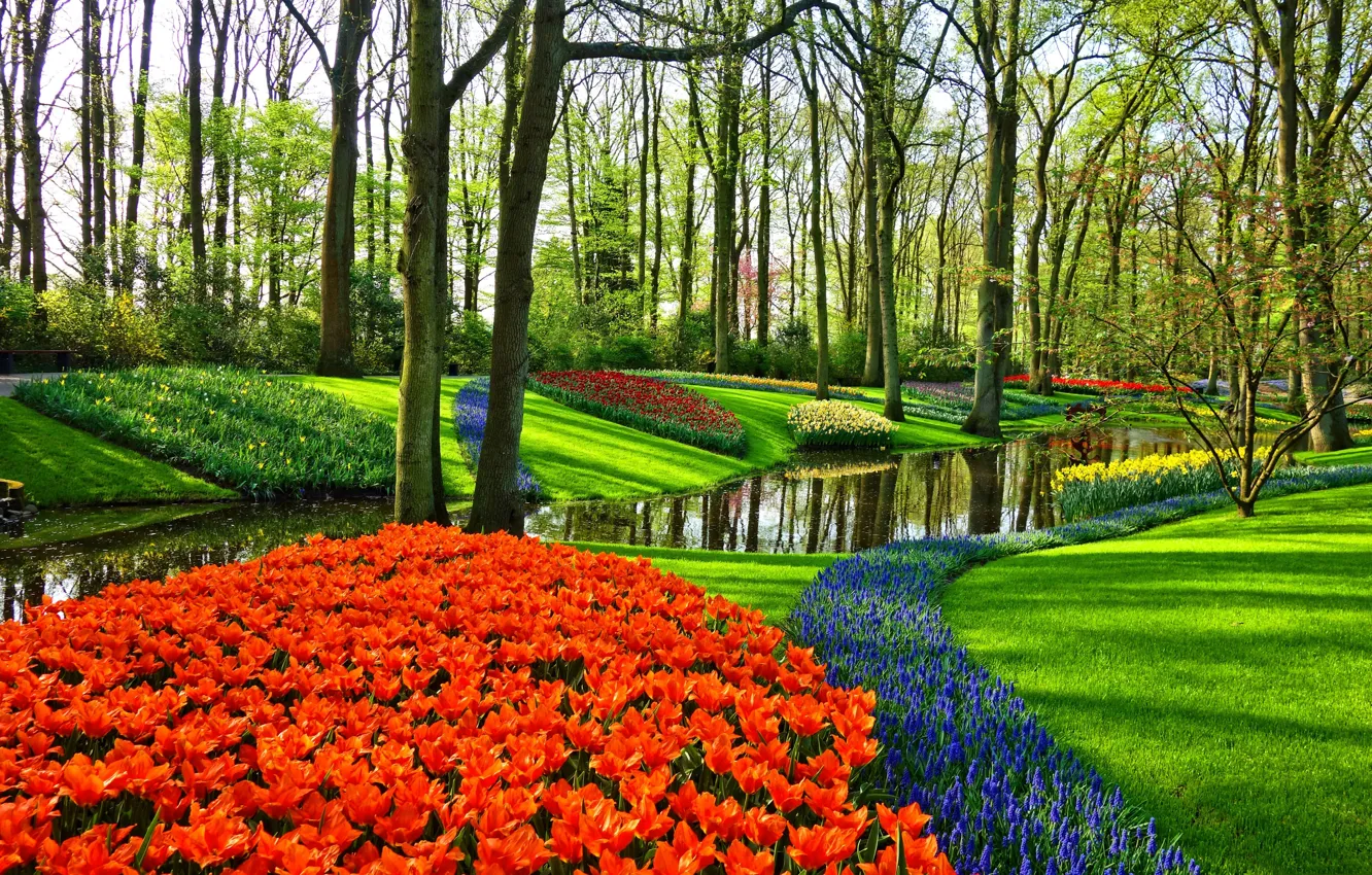 Photo wallpaper flowers, Park, stream, garden, tulips, Netherlands