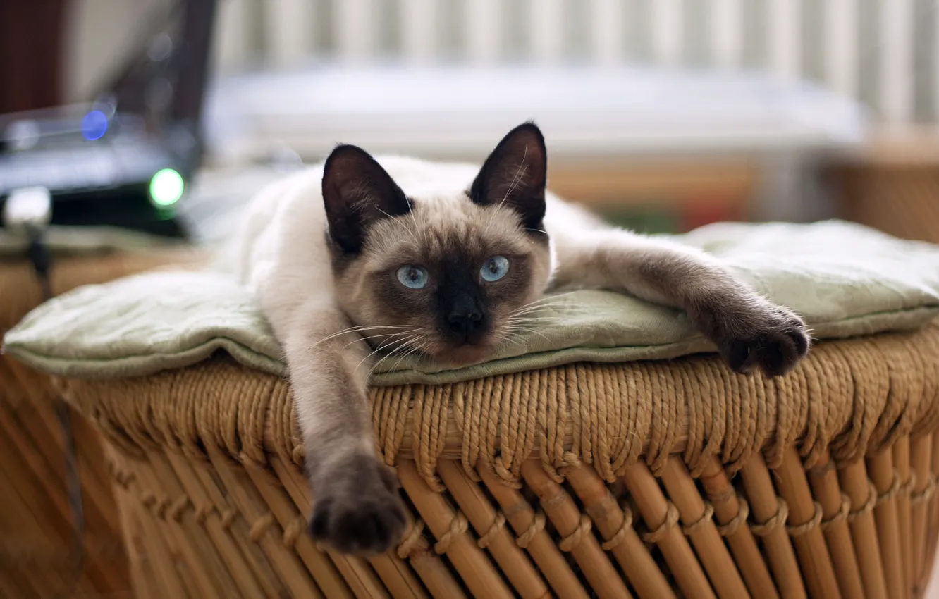 Photo wallpaper resting, looking at the camera, Siamese cat