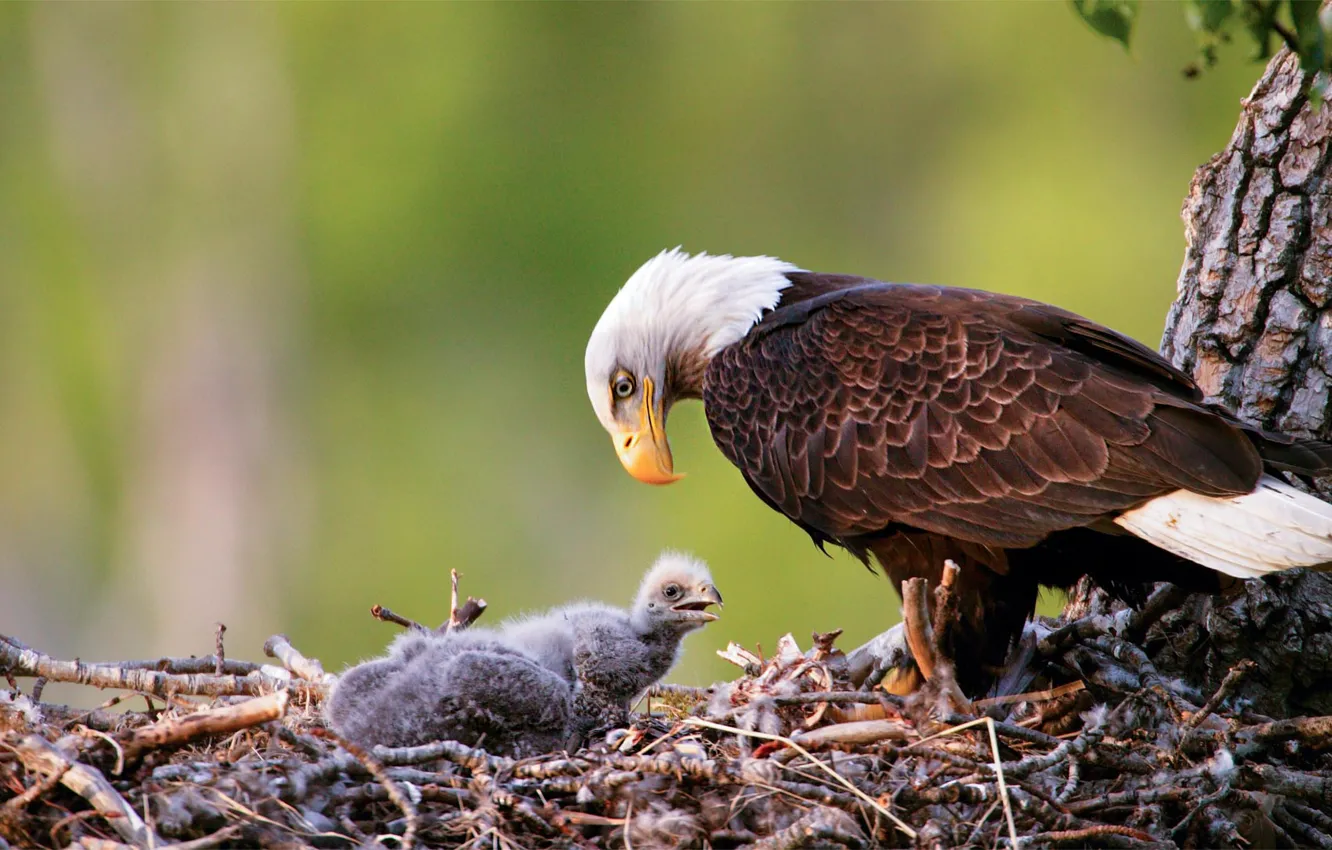 Photo wallpaper bird, Alaska, socket, USA, vulture, Chicks