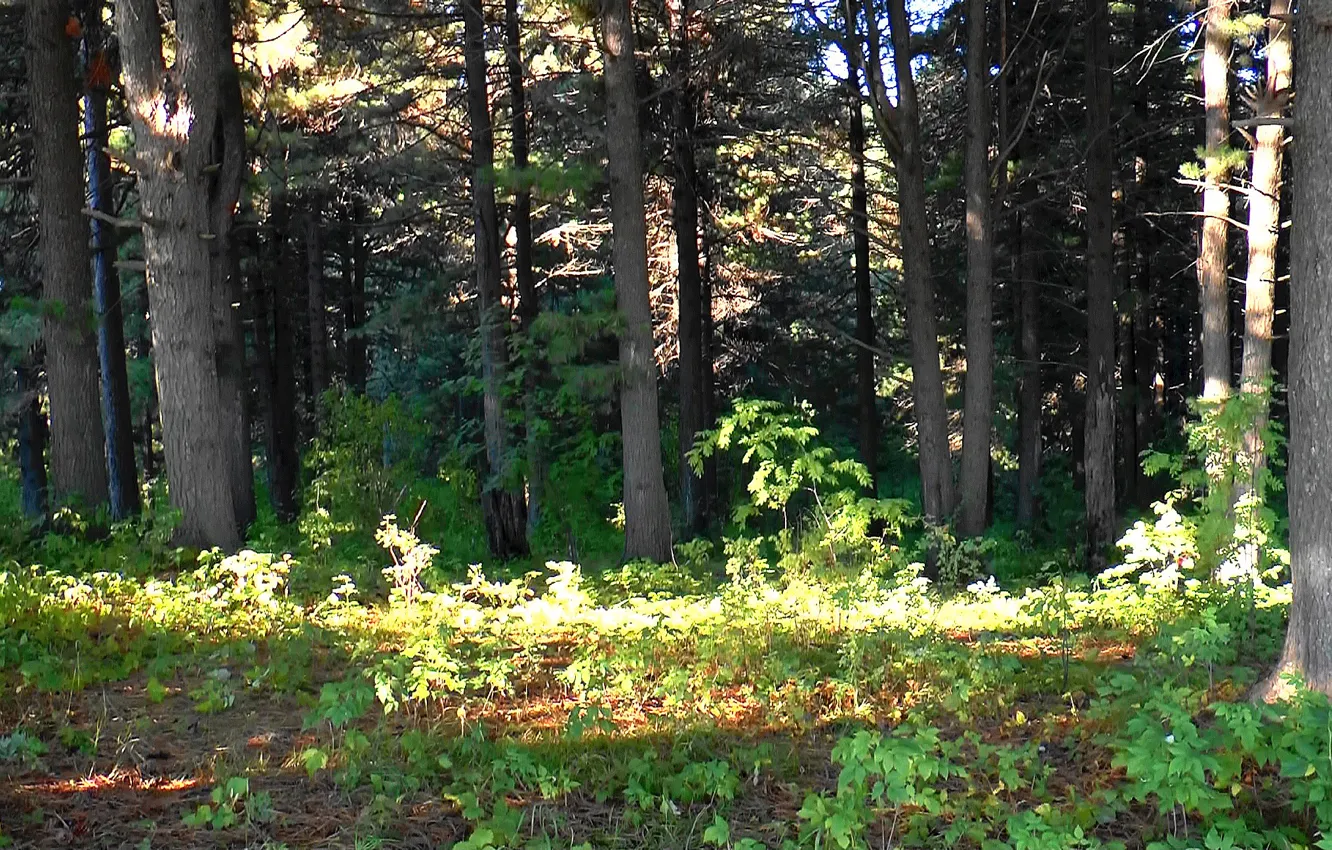Photo wallpaper road, forest, summer, taiga, cedar, Siberia, TOMSK, Belousovo