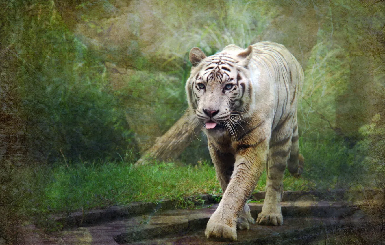 Photo wallpaper nature, tiger, style, background