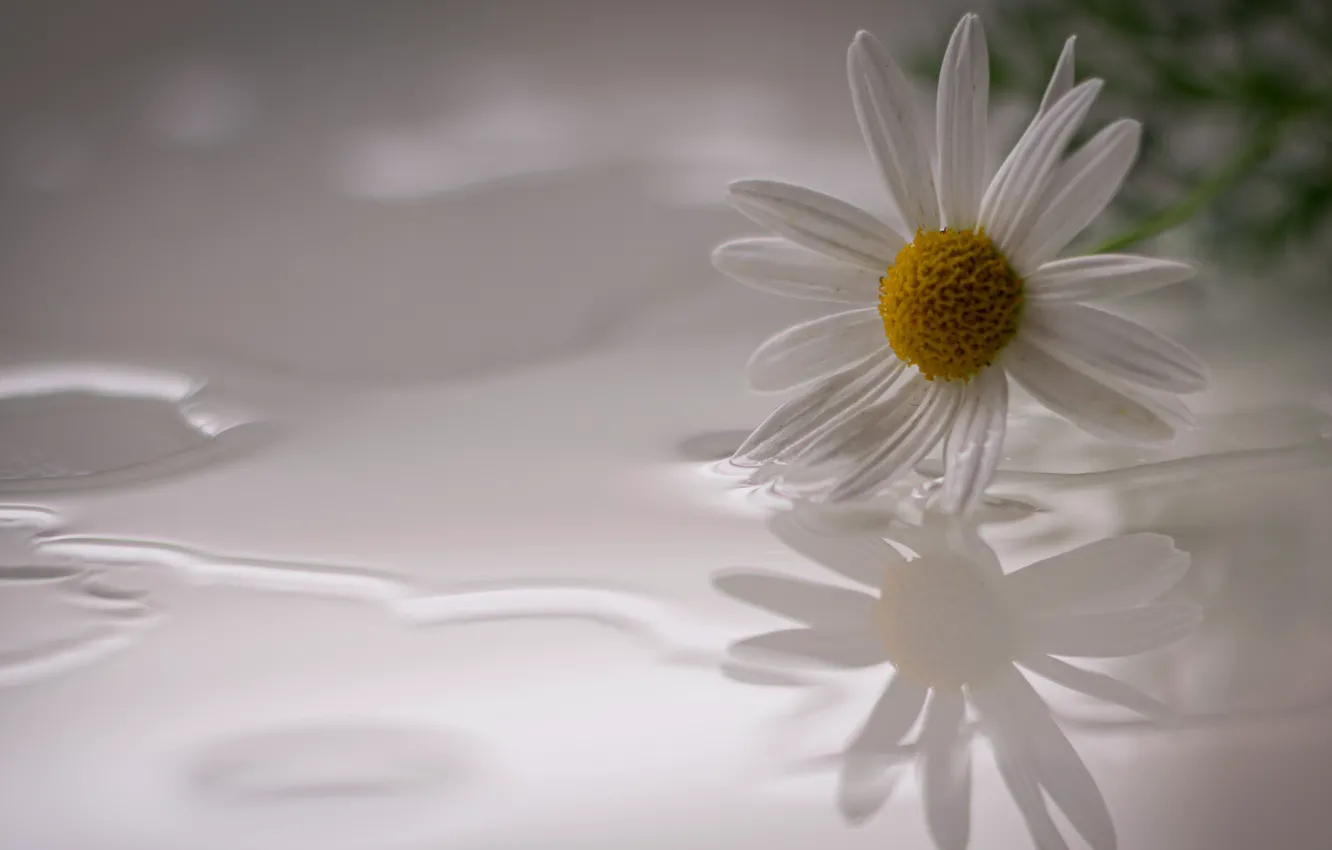 Photo wallpaper flower, background, Daisy