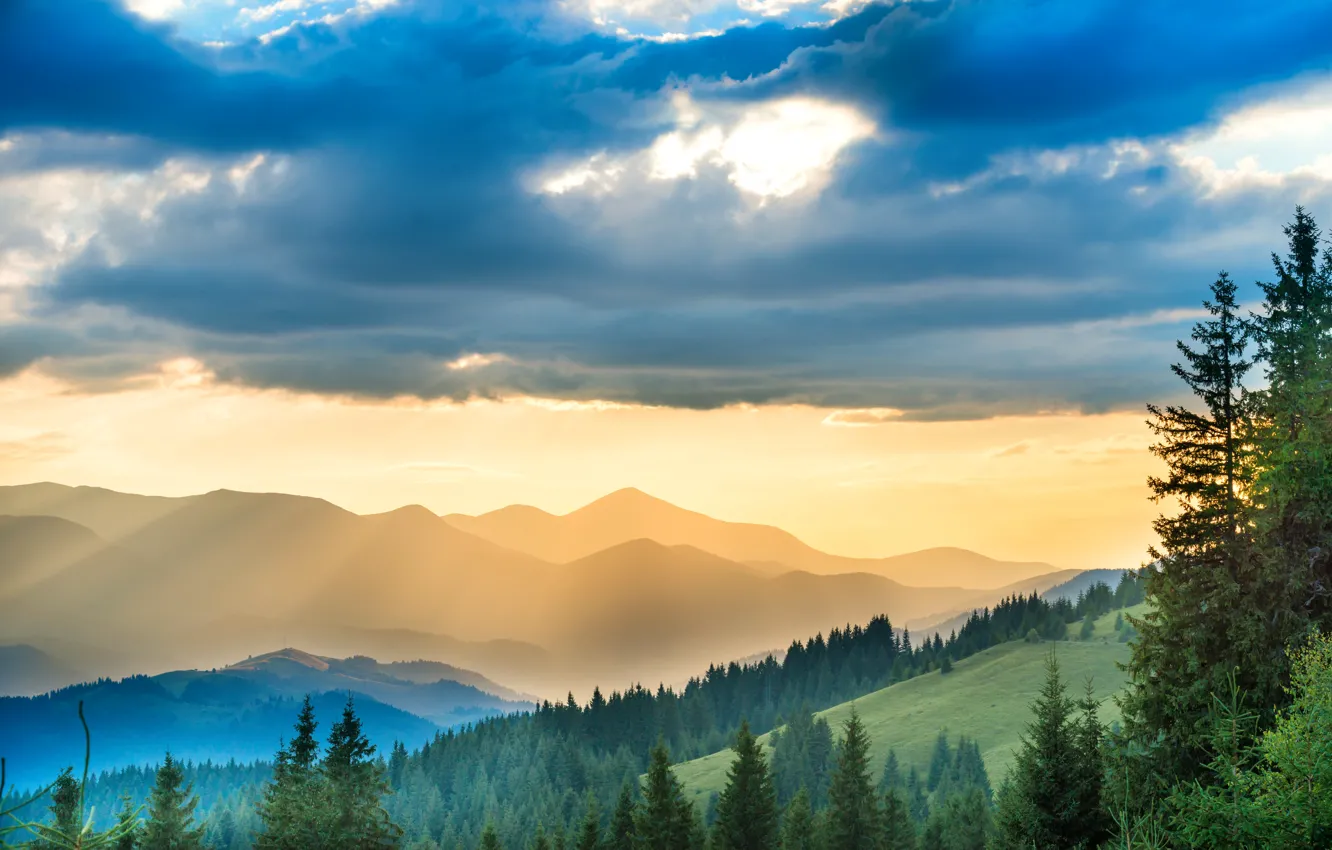 Photo wallpaper forest, the sky, clouds, trees, mountains, fog, morning, slope