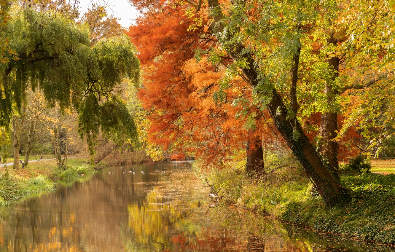Photo wallpaper autumn, forest, trees, foliage, pond