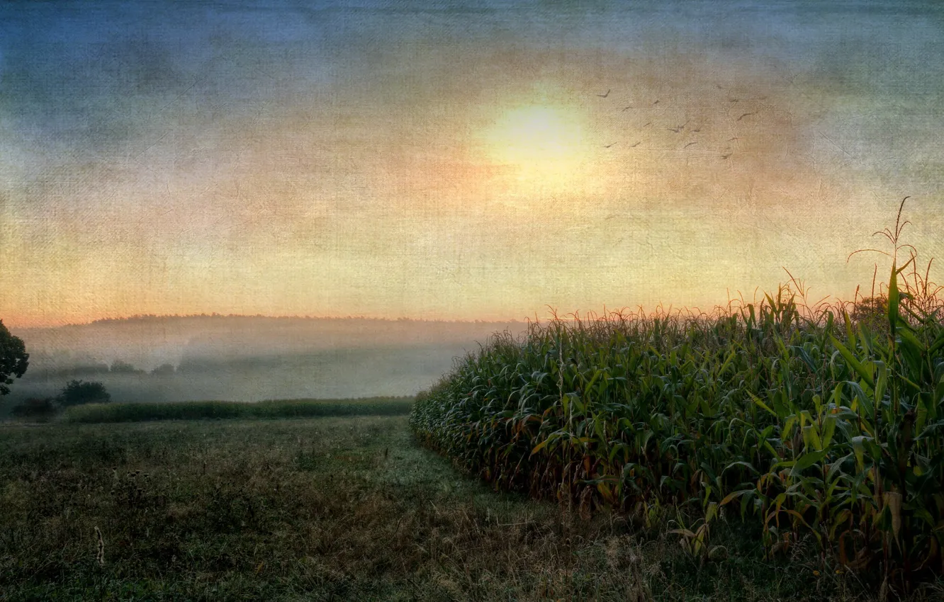 Photo wallpaper landscape, sunset, style, corn
