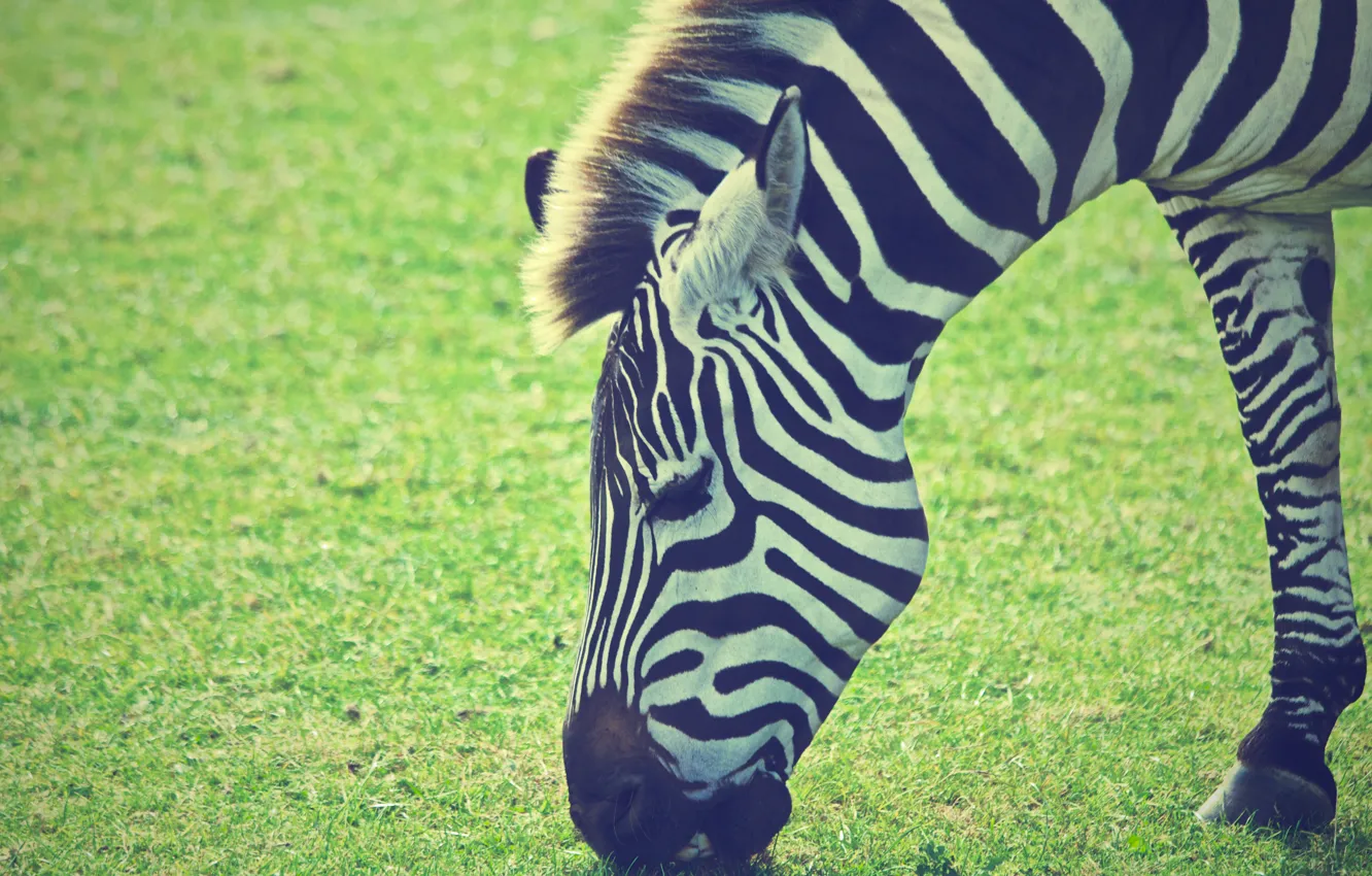 Photo wallpaper white, black, Zebra