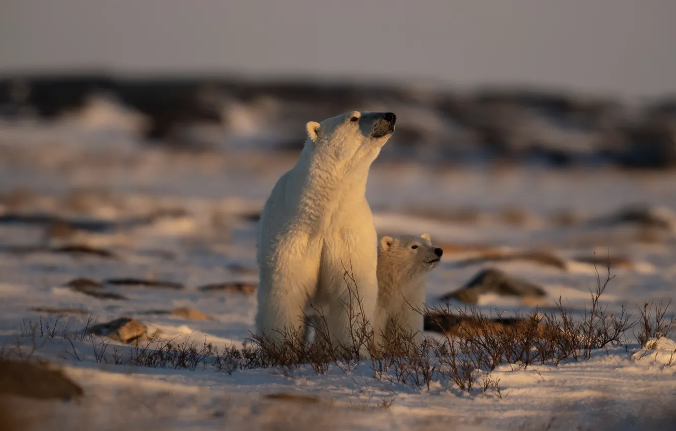 Photo wallpaper winter, field, light, snow, branches, pose, stones, baby