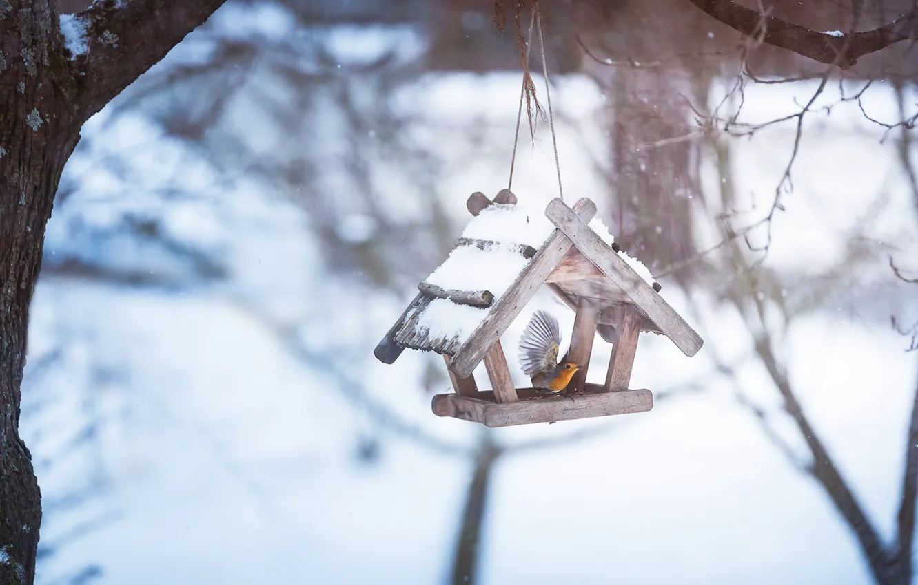 Photo wallpaper winter, snow, trees, bird, house
