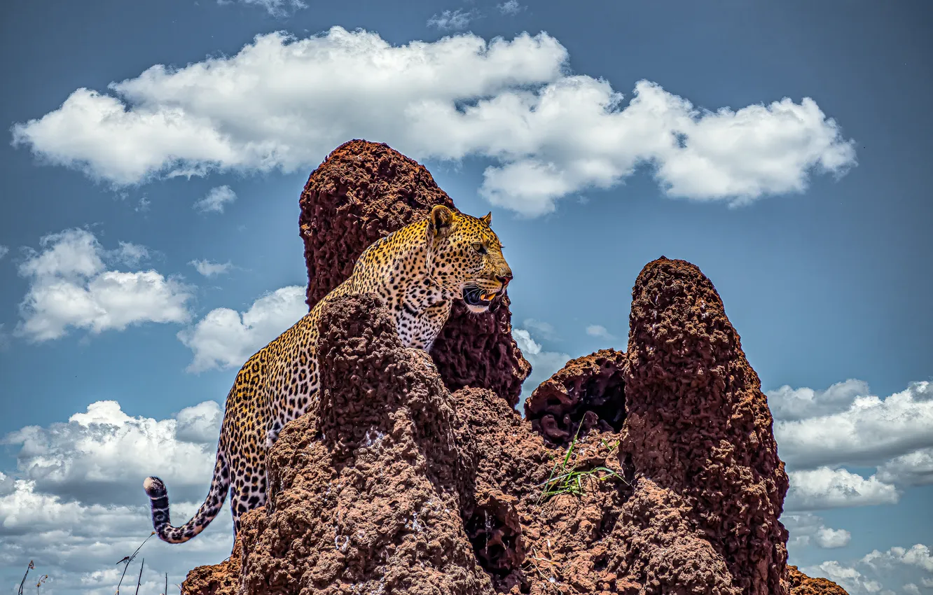 Photo wallpaper leopard, sky, african, cloudy, cliff, rocky, climbing